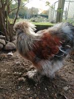 USA zijdehoen haan, Dieren en Toebehoren, Pluimvee, Mannelijk, Kip