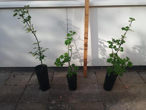 Witte (aal)bessenstruik. meerdere beschikbaar vanaf € 3,-, Tuin en Terras, Planten | Tuinplanten, Vaste plant, Fruitplanten, Volle zon