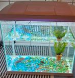 Axolotl met aquarium of zonder, Schildpad, 0 tot 2 jaar