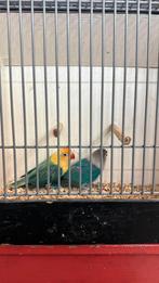 Agapornis koppel, Dieren en Toebehoren, Vogels | Parkieten en Papegaaien, Meerdere dieren, Dwergpapegaai of Agapornis