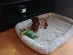 De allerlaatste! Dwergteckel-pup, choco teefje, korthaar 🐕, Dieren en Toebehoren, Honden | Teckels en Dashonden, CDV (hondenziekte)