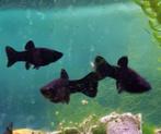 Mooie black mollys., Dieren en Toebehoren, Vis, Zoetwatervis