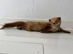 Opgezette Marter 70 cm taxidermie, Ophalen of Verzenden, Zo goed als nieuw, Vogel, Opgezet dier