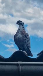 Oosterse meeuw duif, Dieren en Toebehoren, Vogels | Duiven, Vrouwelijk, Kropper