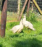 Te koop 2 jonge witte pauwen, Dieren en Toebehoren, Geslacht onbekend, Overige soorten