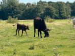 Stamboek wagyu stel, Meerdere dieren