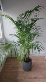 Areca Palm, Goudpalm, Huis en Inrichting, Kamerplanten, 100 tot 150 cm, Palm, Halfschaduw, In pot