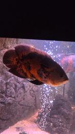 Pauwoog cichlide 15cm groot., Dieren en Toebehoren, Vissen | Aquariumvissen, Vis