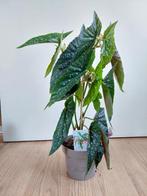 Begonia Maculata 'Tamaya' - Stippenbegonia H: 48 cm., Ophalen, Overige soorten, Halfschaduw, Minder dan 100 cm
