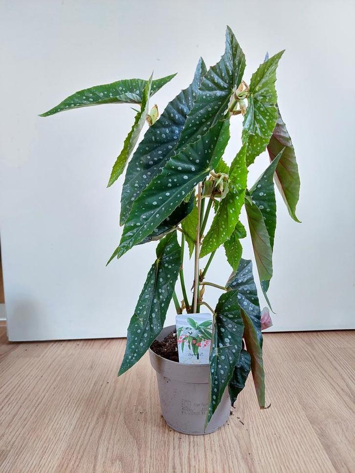 Begonia Maculata 'Tamaya' - Stippenbegonia H: 48 cm., Huis en Inrichting, Kamerplanten, Overige soorten, Minder dan 100 cm, Groene kamerplant
