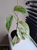 Monstera Laniata Mint, Ophalen of Verzenden, Overige soorten, Minder dan 100 cm