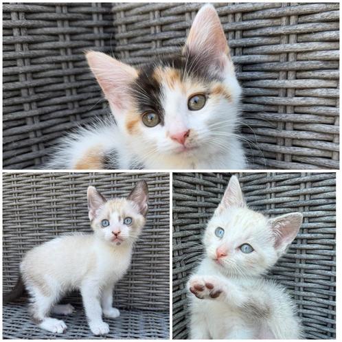 Lieve mooie kittens, Dieren en Toebehoren, Katten en Kittens | Overige Katten, Meerdere dieren, 0 tot 2 jaar