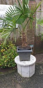 Palmboom, Tuin en Terras, Planten | Bomen, Ophalen, Palmboom