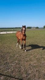 Mooie jaarling  hengst  Goed bewegende, Dieren en Toebehoren, Met stamboom, Minder dan 160 cm, Niet van toepassing, Dressuurpaard