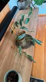 Epipremnum Pinnatum Variegata, Huis en Inrichting, Kamerplanten, Ophalen of Verzenden, Halfschaduw, Minder dan 100 cm