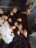 Afrikaanse Reuzenslakken, 0 tot 2 jaar