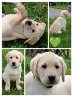 Raszuivere lichtblonde Labrador pup, Reu, CDV (hondenziekte), 8 tot 15 weken, Labrador retriever