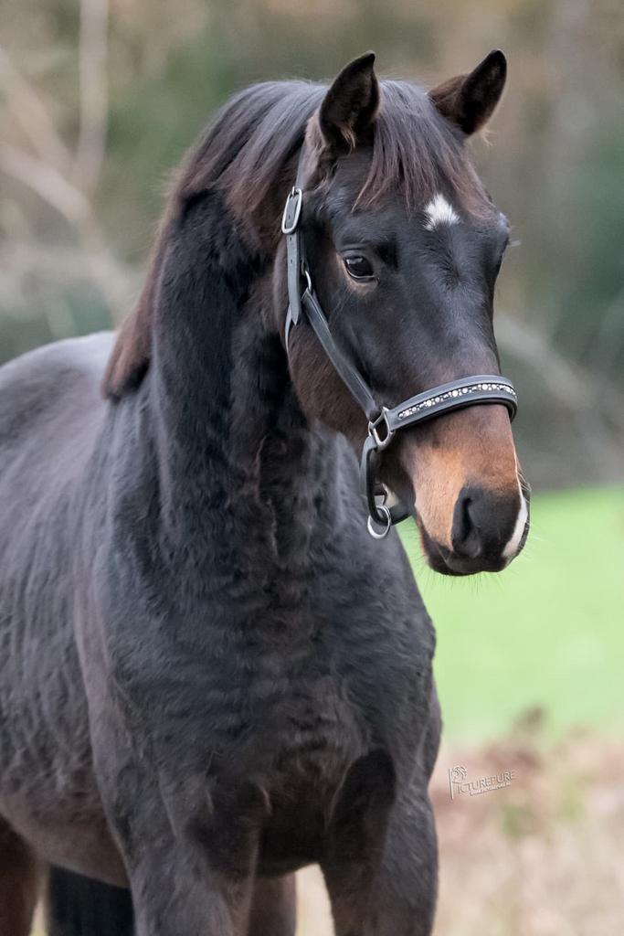 Fantastisch lieve 2.5 jr hengst van iconic B, Dieren en Toebehoren, Paarden, Hengst, Onbeleerd, 165 tot 170 cm, 0 tot 2 jaar, Dressuurpaard