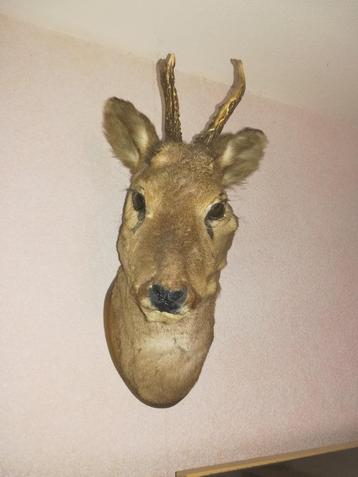Opgezette ree kop beschikbaar voor biedingen