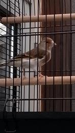 Putter x kanarie, Dieren en Toebehoren, Vogels | Kanaries, Mannelijk, Bastaard