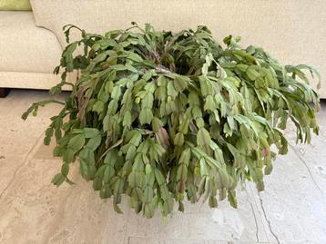 Kerstcactus (20 jaar oud) beschikbaar voor biedingen