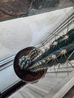 Cactus, Ophalen of Verzenden