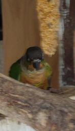 Pyrrhura Molinea hypoxantha jong, Dieren en Toebehoren, Geslacht onbekend, Geringd