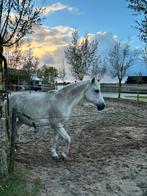 Serieuze verzorgster gezocht, Dieren en Toebehoren, Paarden en Pony's | Overige Paardenspullen, Ophalen of Verzenden