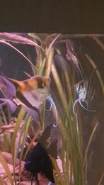 Koppel maanvissen, Dieren en Toebehoren, Vissen | Aquariumvissen, Vis