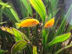 Labidochromis careaulus yellow kakusa malawi, Vis