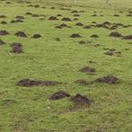 Mollenvanger, Dieren en Toebehoren, Oktober