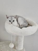 Britse korthaar kittens met stamboom, Dieren en Toebehoren, Katten en Kittens | Raskatten | Korthaar, Meerdere dieren, Met stamboom