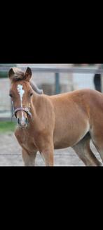 Prachtig New Forest veulen te koop (hengst) geboren op 25 ap, Dieren en Toebehoren, Pony's