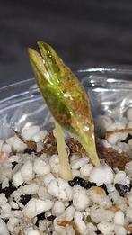 alocasia sandriana nobilis pink k baby, Ophalen of Verzenden, Overige soorten, Volle zon