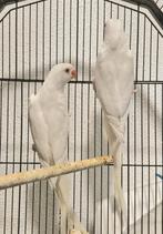 Koppel halsbandparkiet, Dieren en Toebehoren, Vogels | Parkieten en Papegaaien, Meerdere dieren, Parkiet