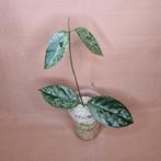 Hoya Coriacea Splash, Overige soorten, Minder dan 100 cm, Bloeiende kamerplant, Halfschaduw