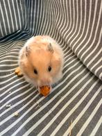 Leuke jonge syrische goudhamster (III), Hamster, Mannelijk, December, Tam