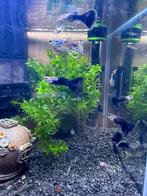 Veel volwassen guppen mannen (ook endler), Dieren en Toebehoren, Vissen | Aquariumvissen, Vis