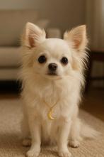 Gezocht: Lief klein teefje, Dieren en Toebehoren, Teef, Eén hond, Chihuahua, 3 tot 5 jaar