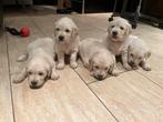 Super lieve Golden Retriever puppys te koop, Dieren en Toebehoren, Golden retriever, 8 tot 15 weken, Meerdere, Meerdere dieren