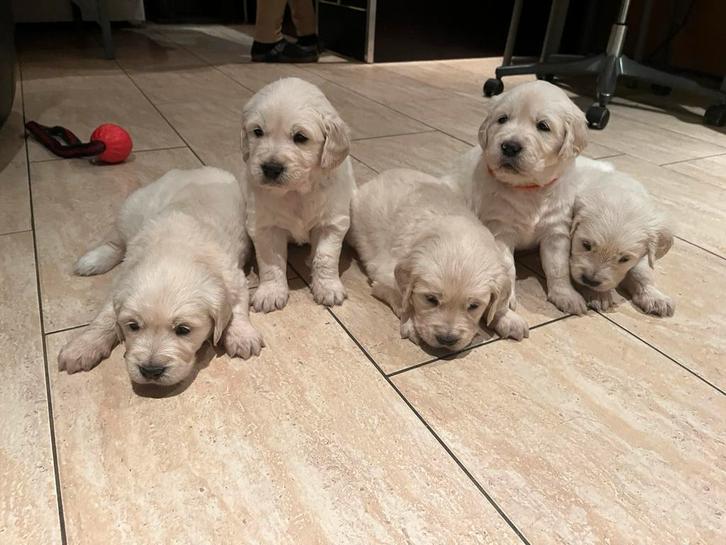 Super lieve Golden Retriever puppys te koop, Dieren en Toebehoren, Honden | Retrievers, Spaniëls en Waterhonden, Meerdere dieren