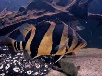 3 Bar Datnioides microlepis  beschikbaar voor biedingen