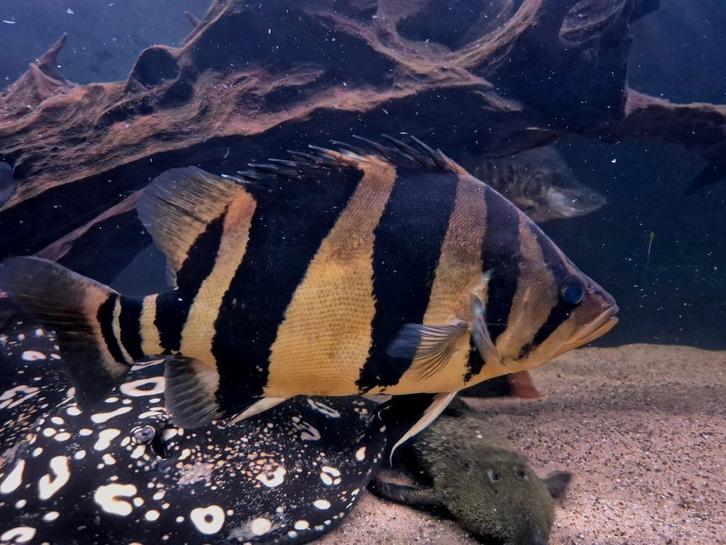3 Bar Datnioides microlepis, Dieren en Toebehoren, Vissen | Aquariumvissen, Zoetwatervis, Vis