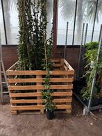 Toscaanse jasmijnen kleur wit 2m super goedkoop, Ophalen, Volle zon, Vaste plant, Klimplanten
