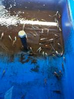 Shubunkin 7-10 cm slechts 1 euro per stuk, Goudvis(sen)