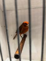 Te koop zeer mooie koppels rode lizards, Dieren en Toebehoren, Vogels | Kanaries, Meerdere dieren, Postuurkanarie