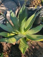 Agave, Ophalen, Bloeit niet, Overige soorten, Volle zon