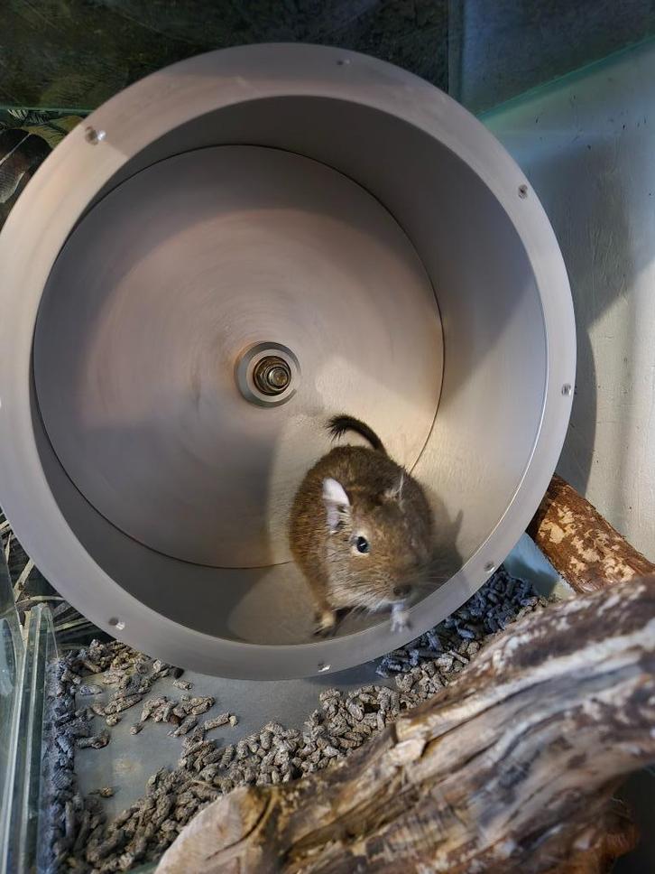 Degoe kooi met twee degoes (Max en Moritz), Dieren en Toebehoren, Knaagdieren, Mannelijk, Overige typen, September