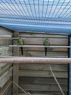 Koppel bergparkieten, Dieren en Toebehoren, Vogels | Parkieten en Papegaaien, Meerdere dieren, Parkiet