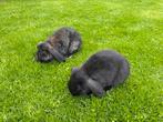 Nederlandse dwerghangoortje, Dieren en Toebehoren, Konijnen, Meerdere dieren, Dwerg